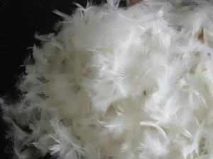 FEATHERS
